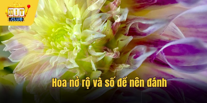 Hoa nở rộ và số đề nên đánh